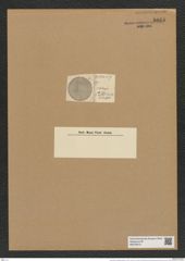 Coscinodiscus anguste-lineata A. Schm. (de-Toni-Nr.: Genus 202, Species 4904) Zeichnungen Sammlung Grunow Nr. 8665 (NHMW-BOT-W0378073)